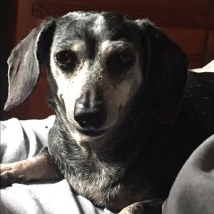 Meet your Posher, Sandy